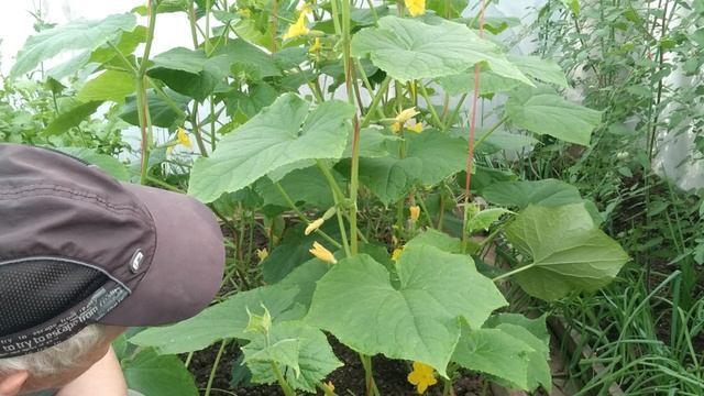 Завязи есть, огурцов нет. Почему замедлился рост огурцов. Причины по которым это происходит.