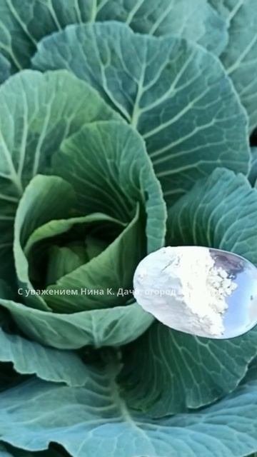 Подкормка капусты в июле. Кочан завяжется