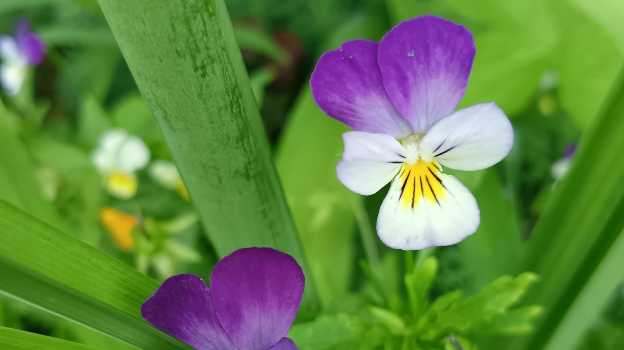 Лето, ах солнечное, сладкое лето!!!