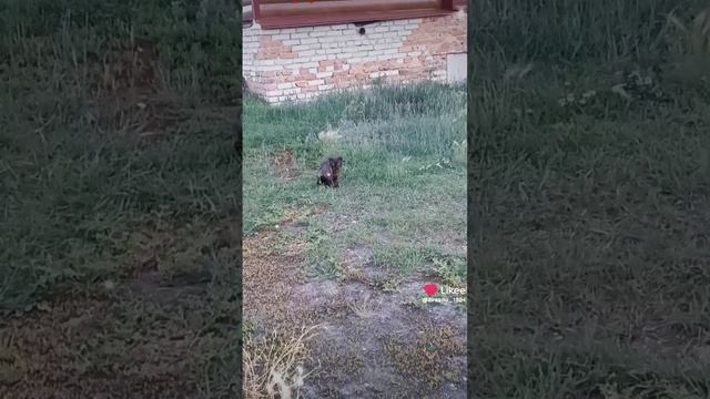 Котик гроза района