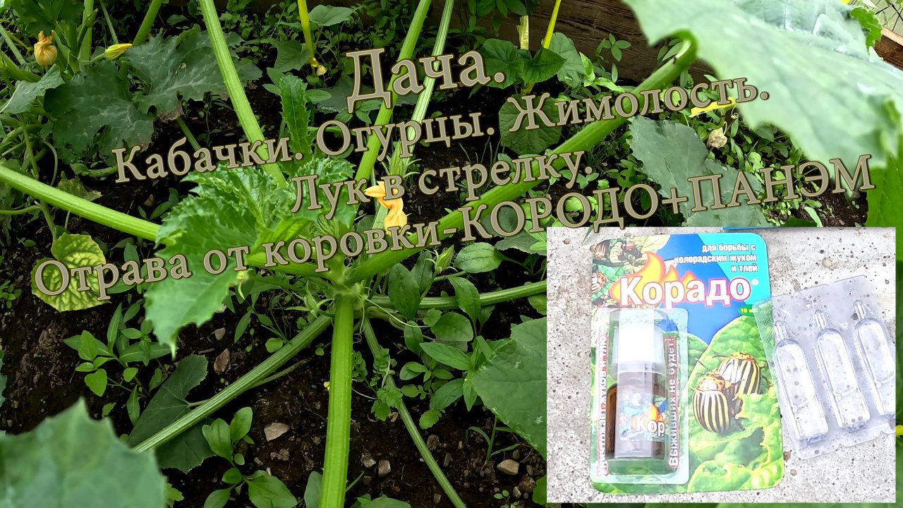 Дача. Кабачки. Огурцы. Жимолость. Лук в стрелку. Отрава от коровки КОРАДО+ПАНЭМ