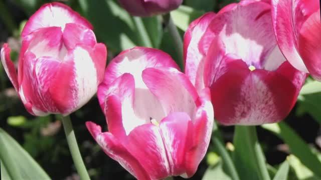 Тюльпаны - самые красивые  и яркие цветы! Фестиваль тюльпанов в Петербурге. Tulips  郁金香