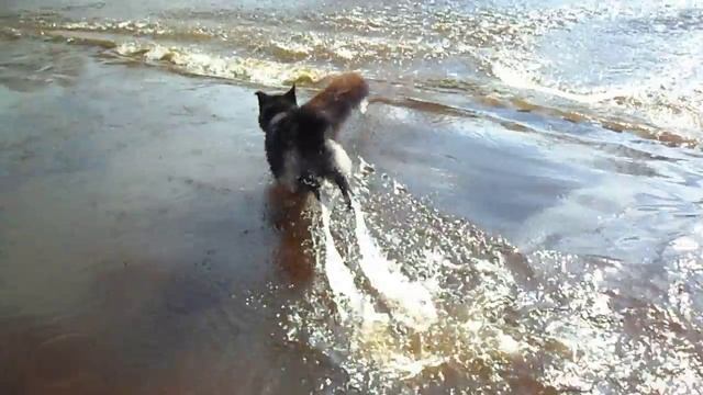 Гибрид канадского волка и лайки. 11 лет назад.