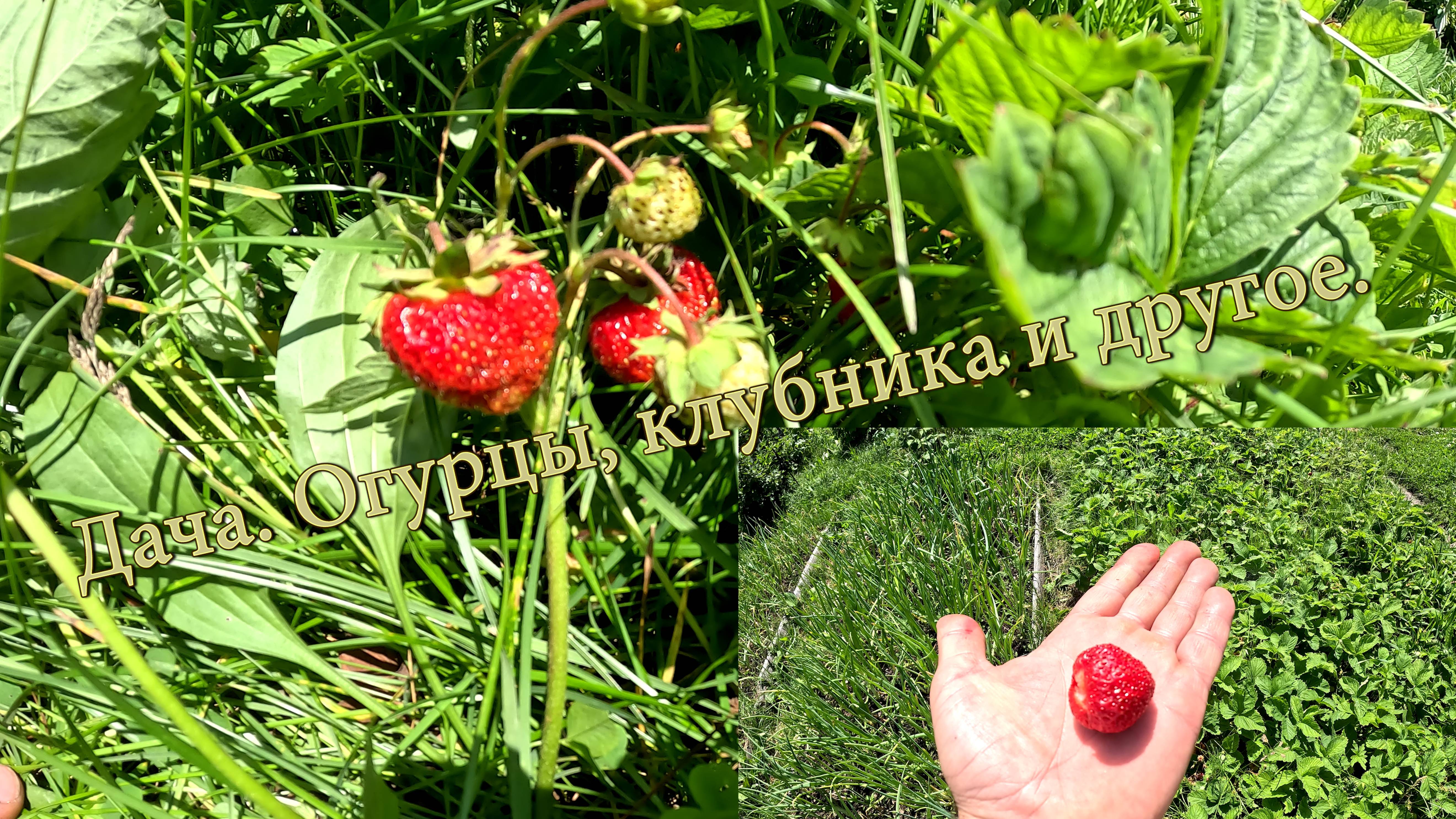 Дача. Огурцы, клубника и другое