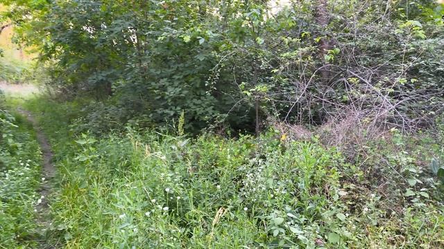 Природа - это эстетическое наслаждение ароматом леса.