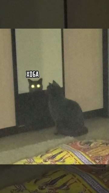 Котик узнаёт себя в зеркале и видит Вас из него #nikitamyplay #cats #кот #коты #кошки #cat #зеркало