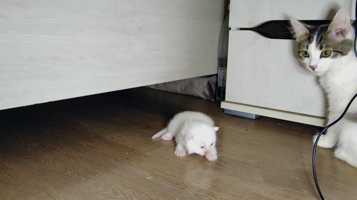 Маленький котенок отправился исследовать мир. Мама-кошка наблюдает за котенком.