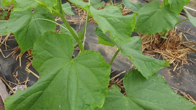 Заставим Огурцы плодоносить непрерывно, без опаданий завязей. Эффективная подкормка.