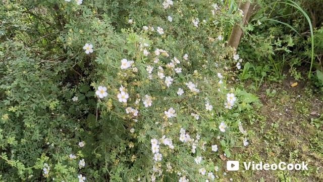 МИНИ ВЛОГ: ДАЧА, ЦВЕТЫ, КАРТИНЫ, КОТ