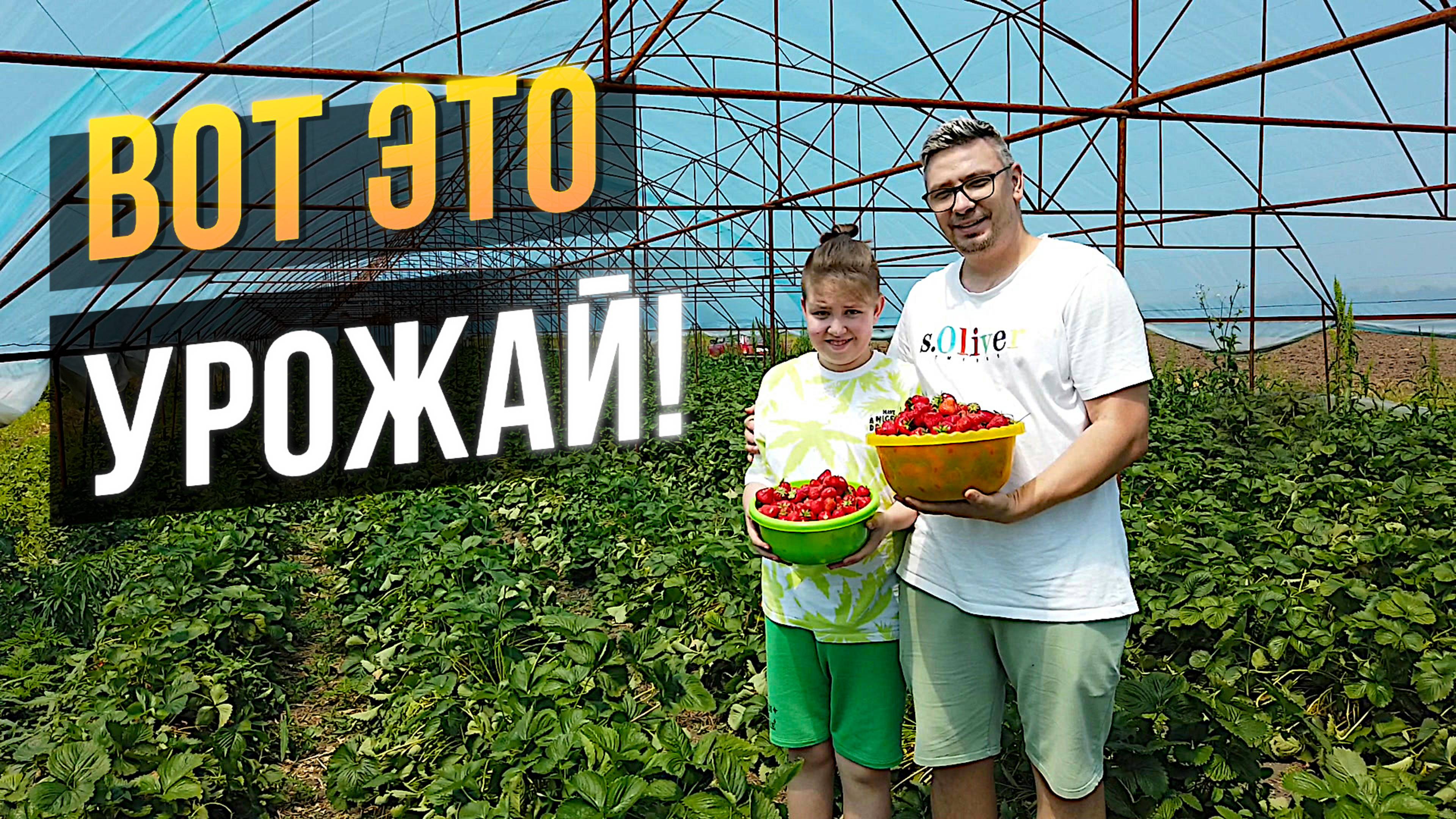 Такой УРОЖАЙ Теперь КАЖДЫЙ ГОД Будем Собирать ! Клубники - Море ! Краснодарский край