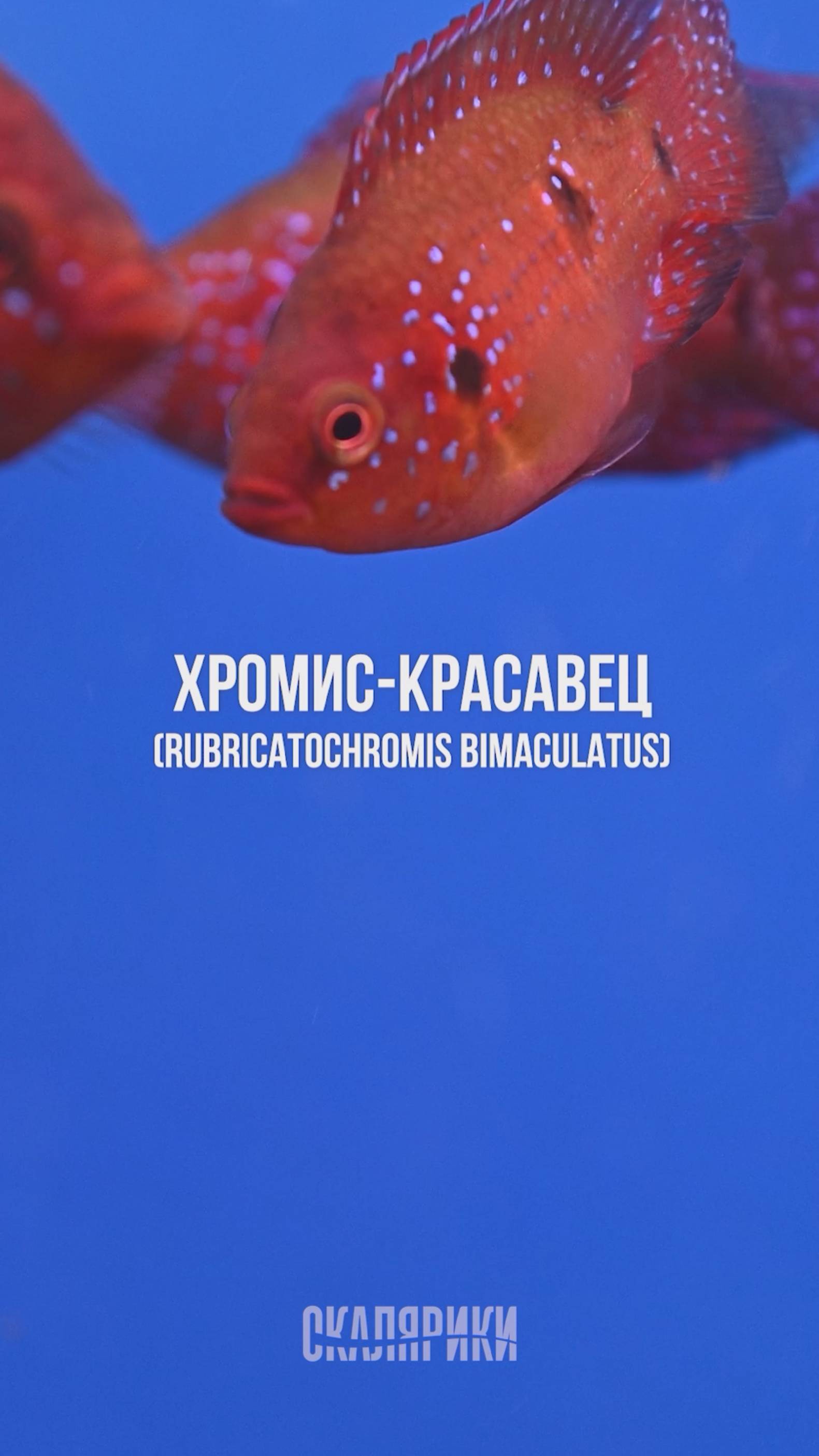 Хромис-красавец