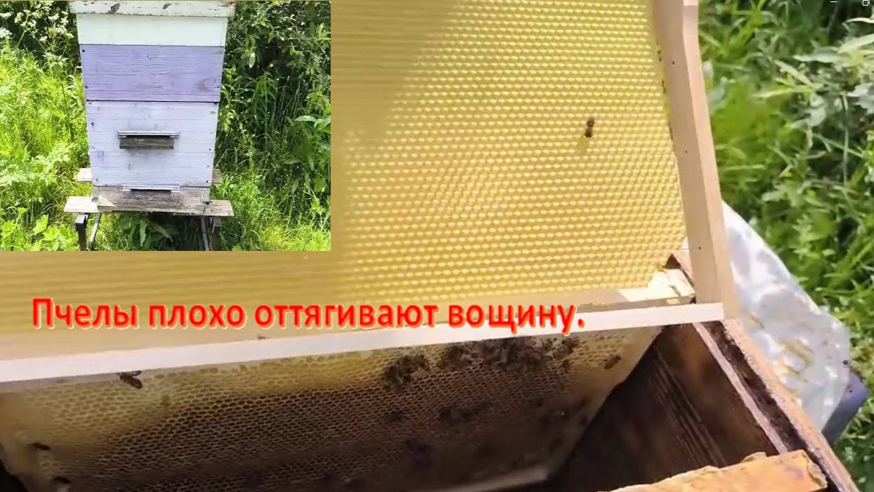 Пчелы плохо  оттягивают вощину. Будни пчеловода выходного дня. #пчелы  #пасека #пчеловодство