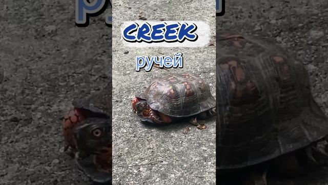 tortuga. Черепаха 🐢 номер 2