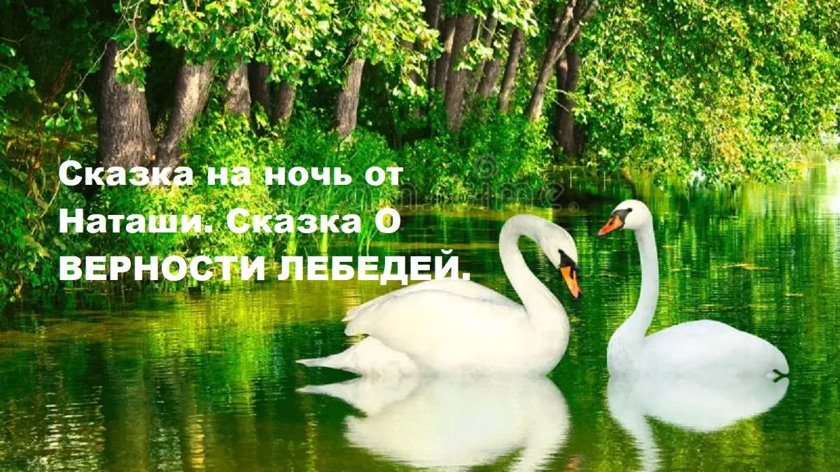 Сказка на ночь от Наташи. Сказка О ЛЕБЕДИНОЙ ВЕРНОСТИ.