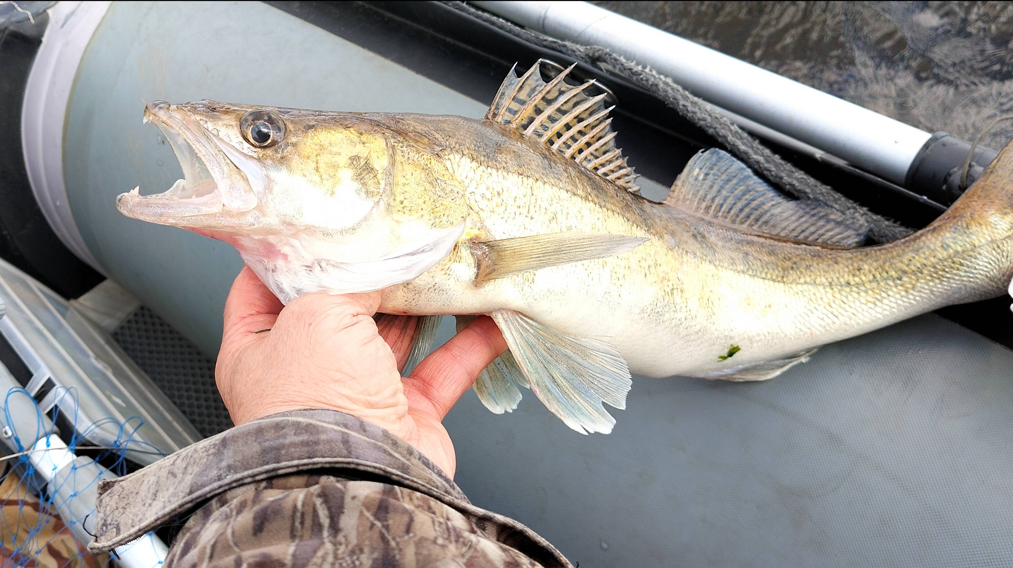 Судак на воблер AQUA ГРАНЦ