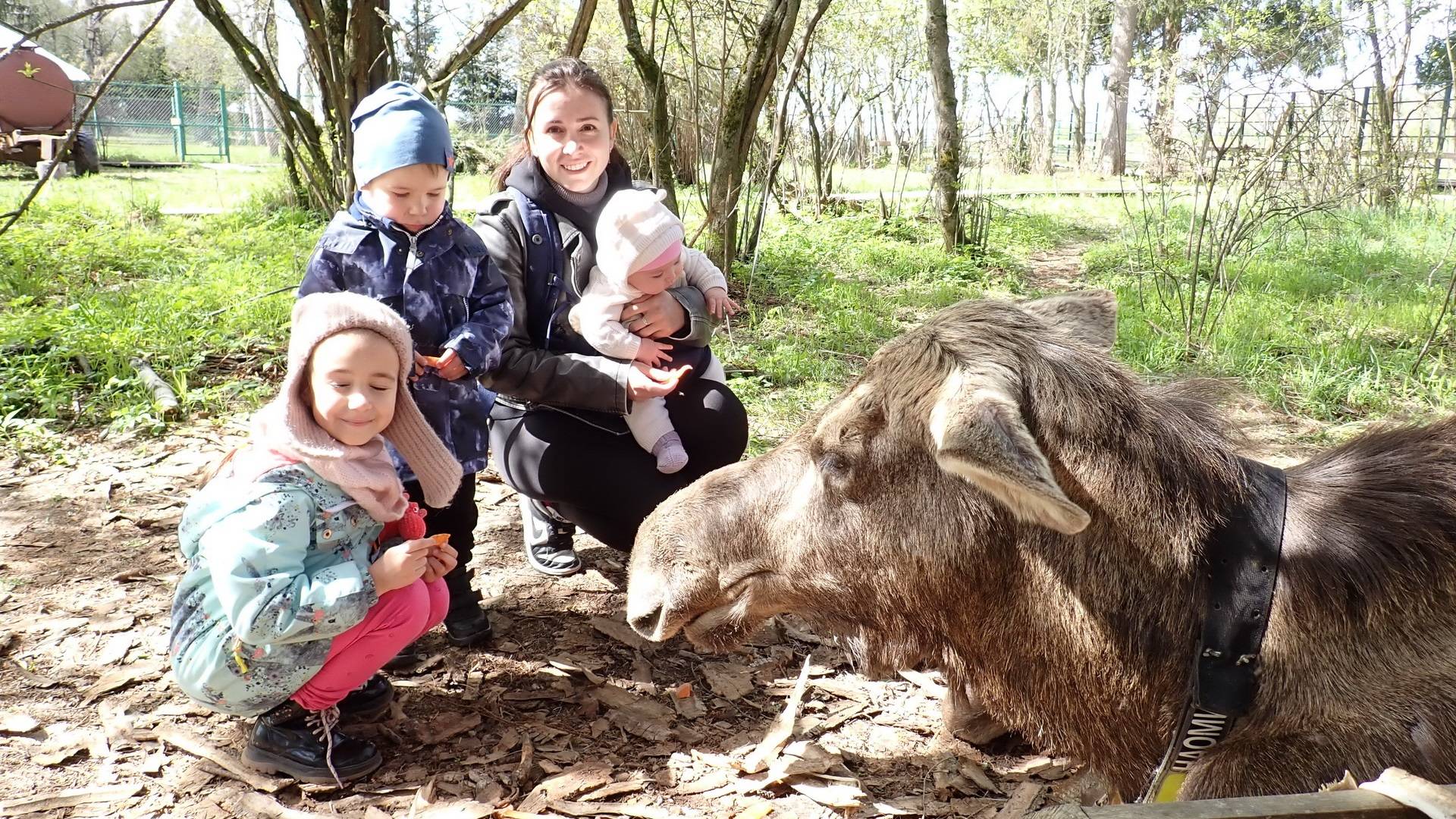 Сумароковская лосиная ферма и немного Костромы. Вторая часть майского путешествия