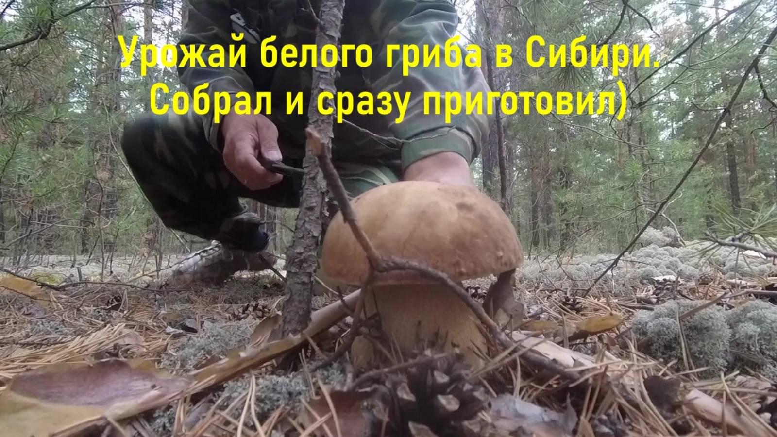 Урожай белого гриба в Сибири. Собрал и сразу приготовил)
