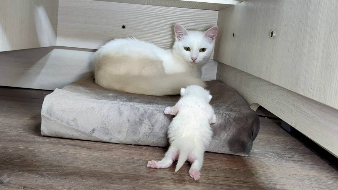 Мама-кошка и новорожденный котенок. Интересные моменты 2