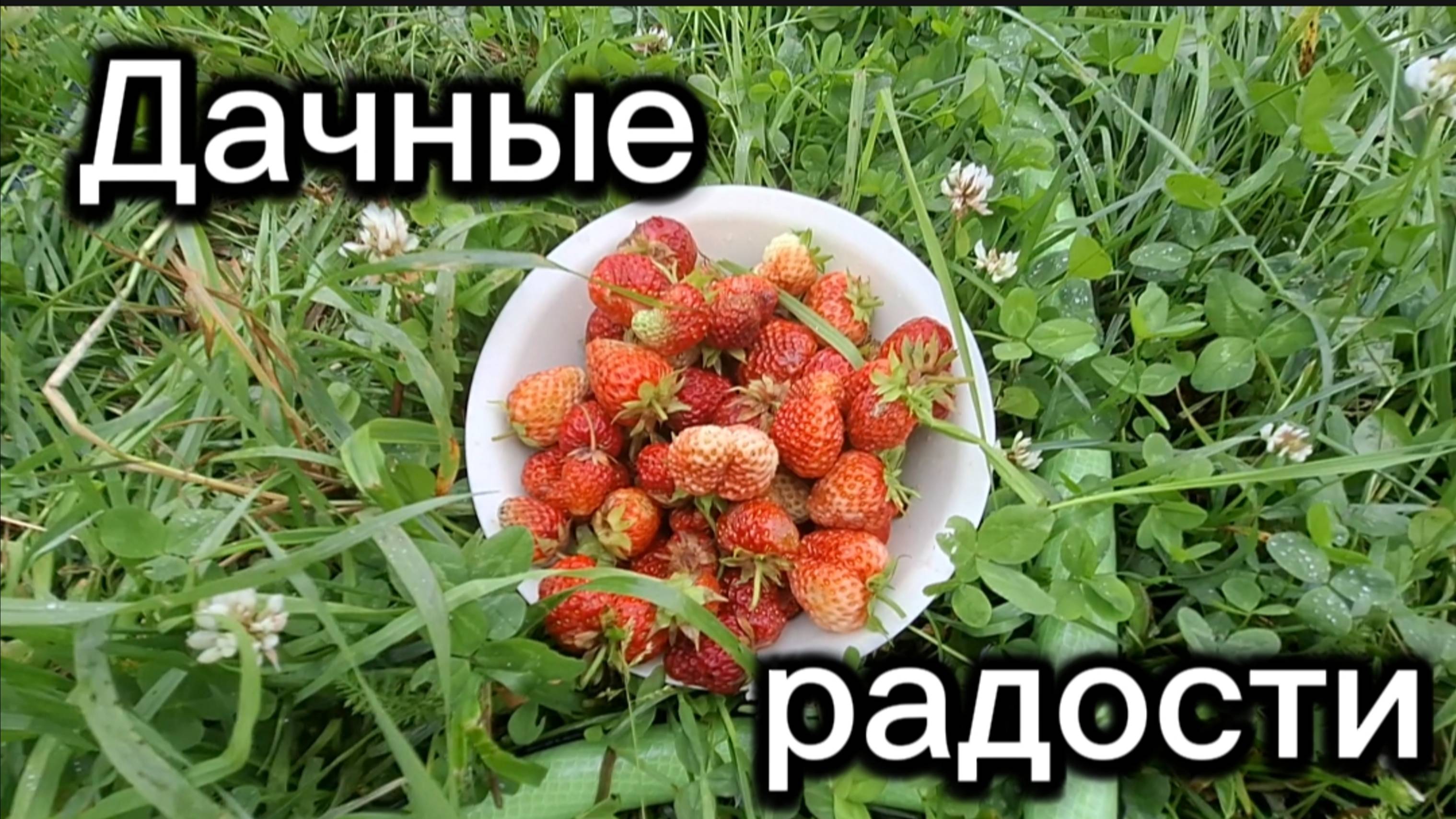 Первый урожай на даче: радость июля! 🍓