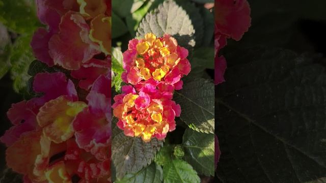 Ялта, Крым. Лето 2025 (2)