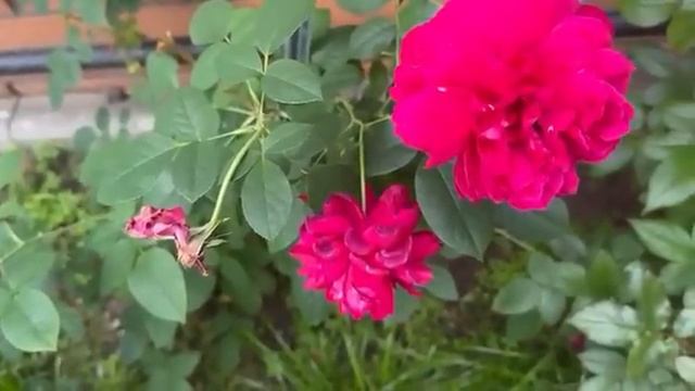 РОЗА МОЕГО ДЕТСТВА