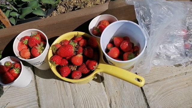 Вкуснятина с грядки! Клубника интересно чем полезна?