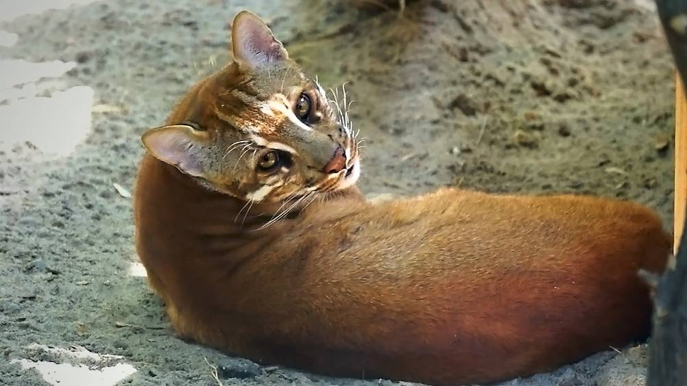 Золотая кошка и гепарды Кода и Эстер.