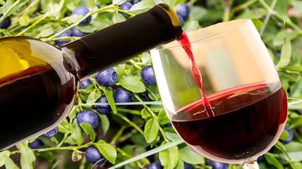 Вино из ягод черники. Часть первая !