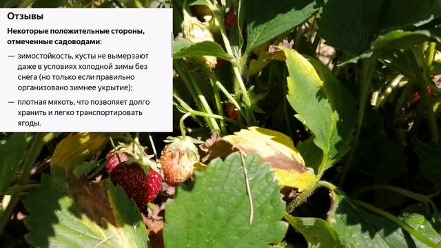 Определяем сорк клубники! Купчиха или нет?