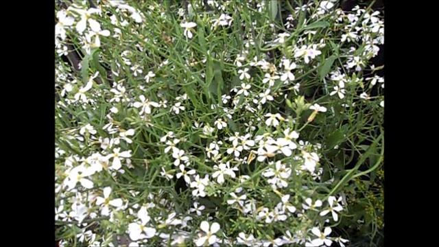 Редис на семена, 7 июля.