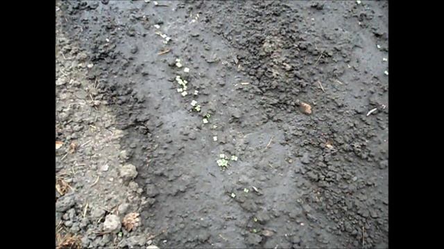 Взошла брюква, 7 июля.