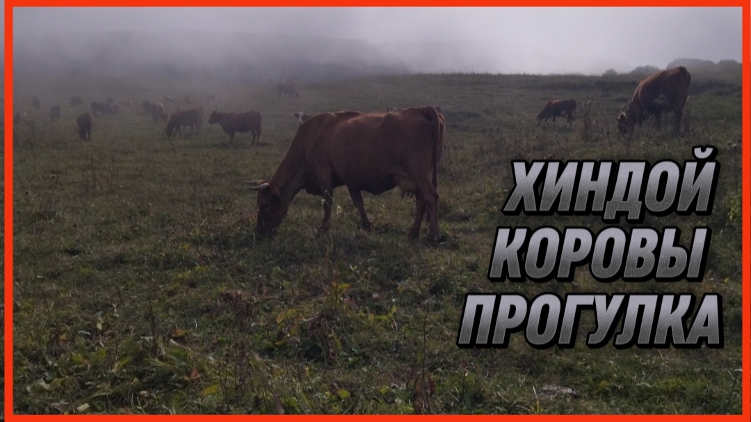 ХИНДОЙ КОРОВЫ ПРОГУЛКА