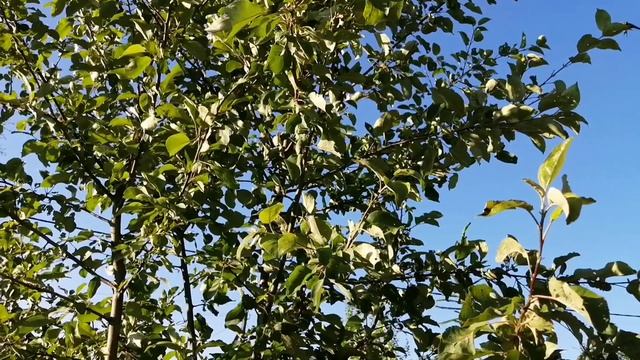 Ура! Дерево идентифицировали! #10