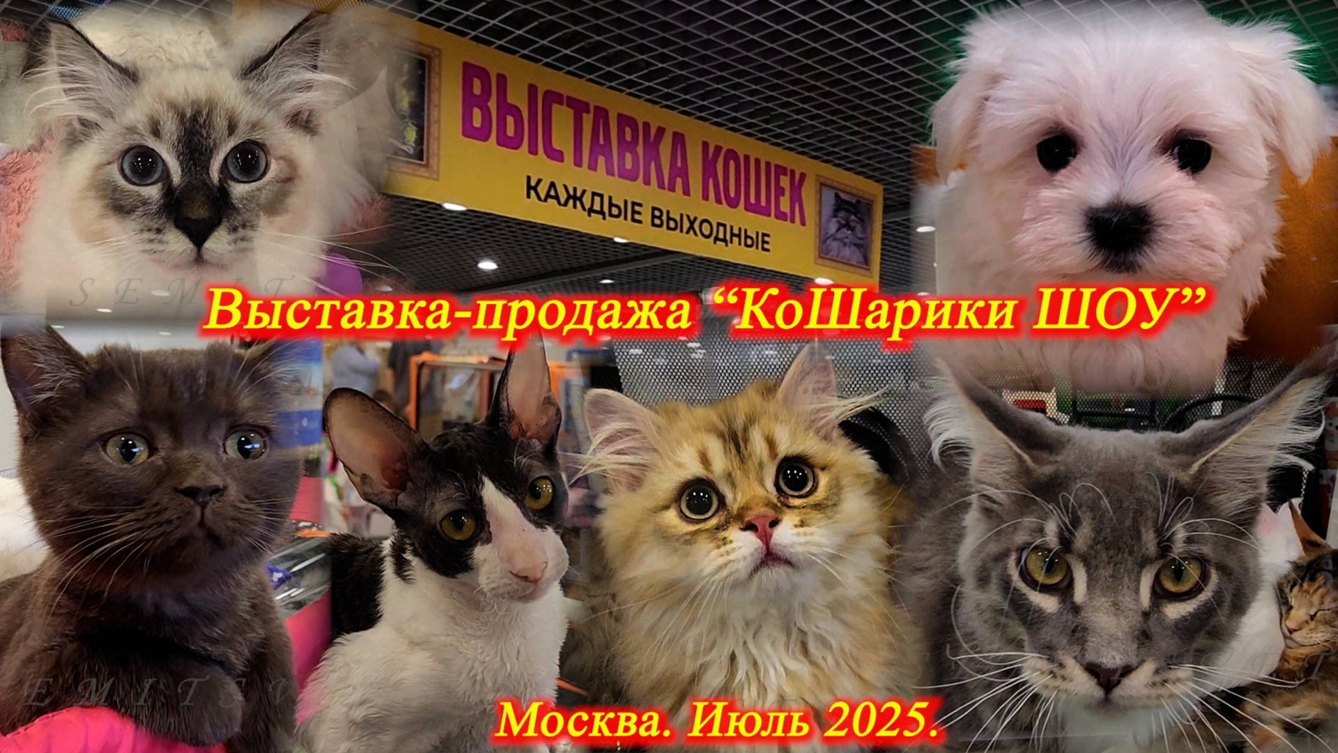 Выставка-продажа маленьких собачек, кошек и котят - "КоШарики". Москва. ВДНХ. Июль 2025.