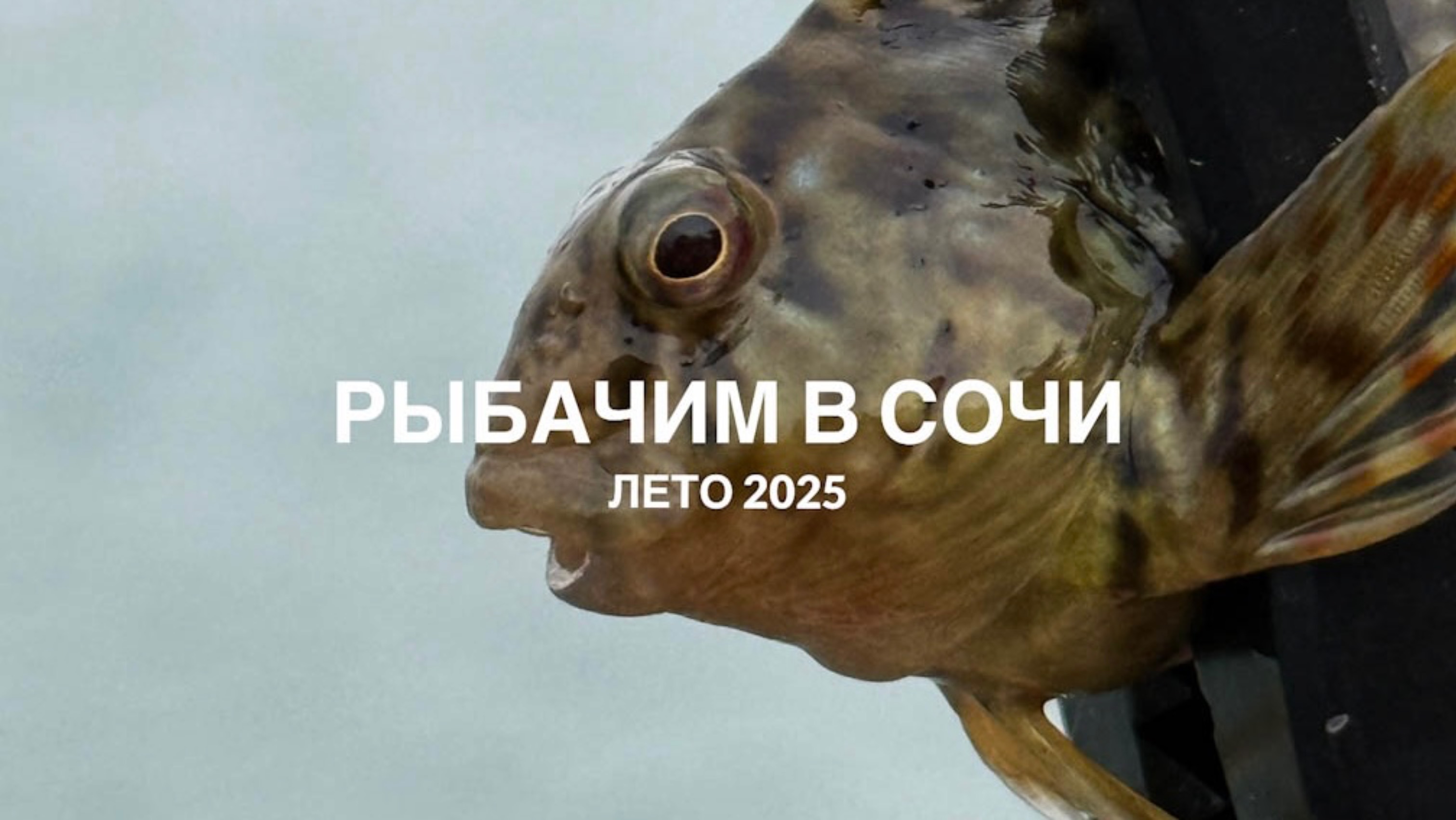 Рыбачим в Сочи. Лето 2025. Вечерняя морская рыбалка.