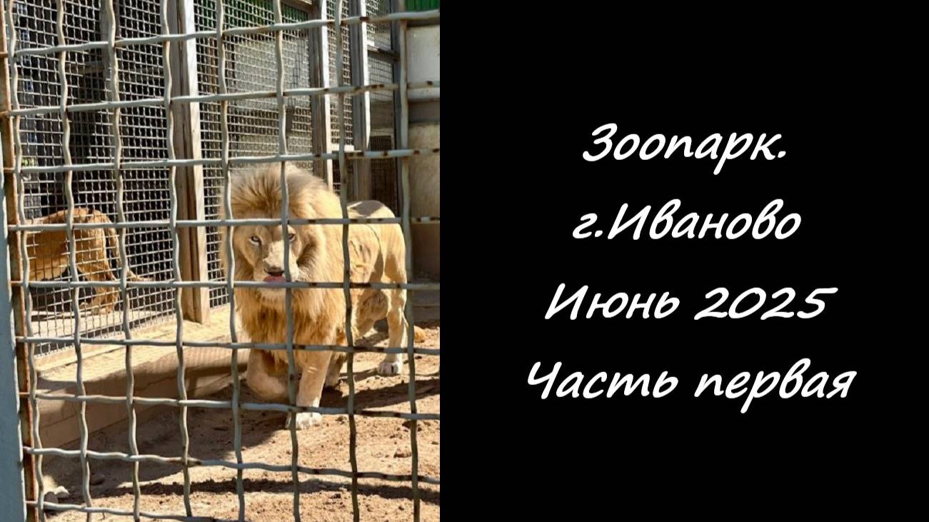Зоопарк г.Иваново. Июнь 2025. Часть первая