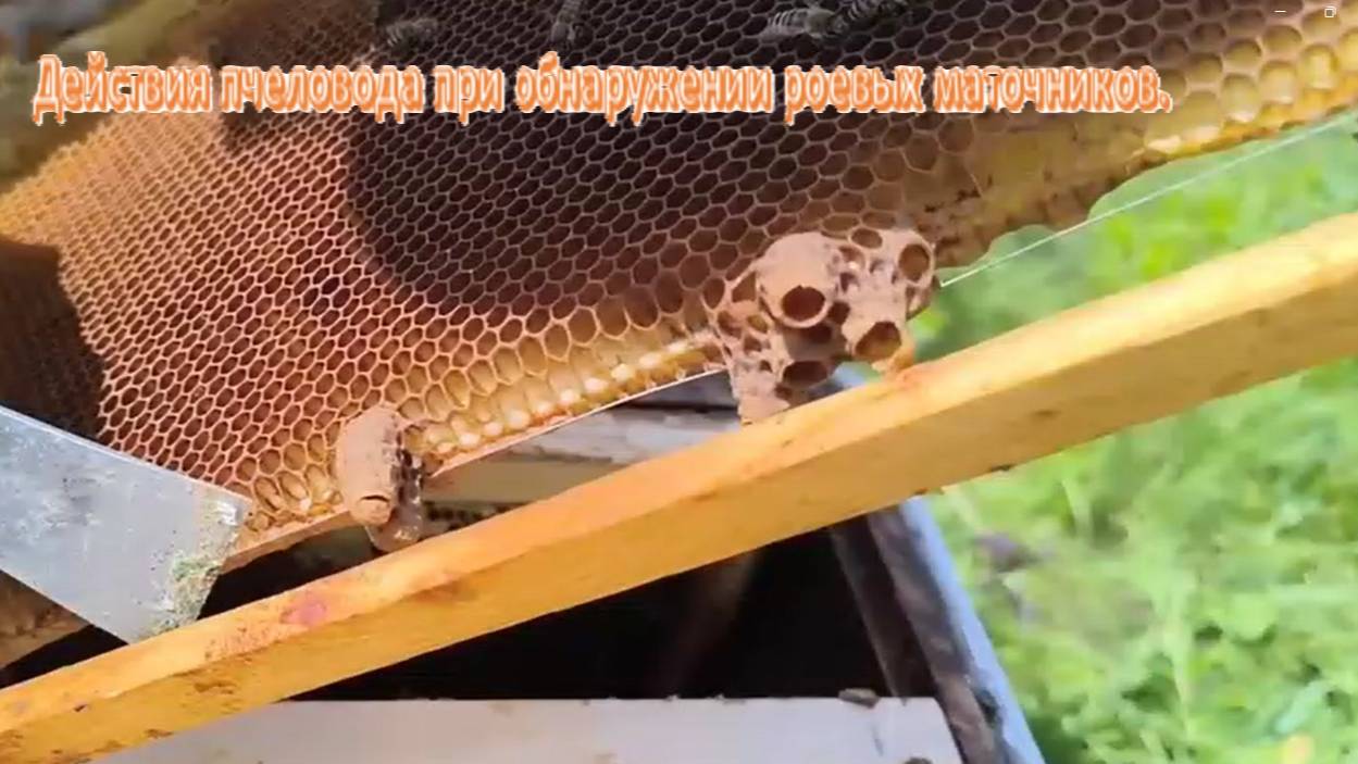 Маточники в улье. Действия пчеловода при обнаружении роевых маточников. #пчелы  #маточники_в_улье.