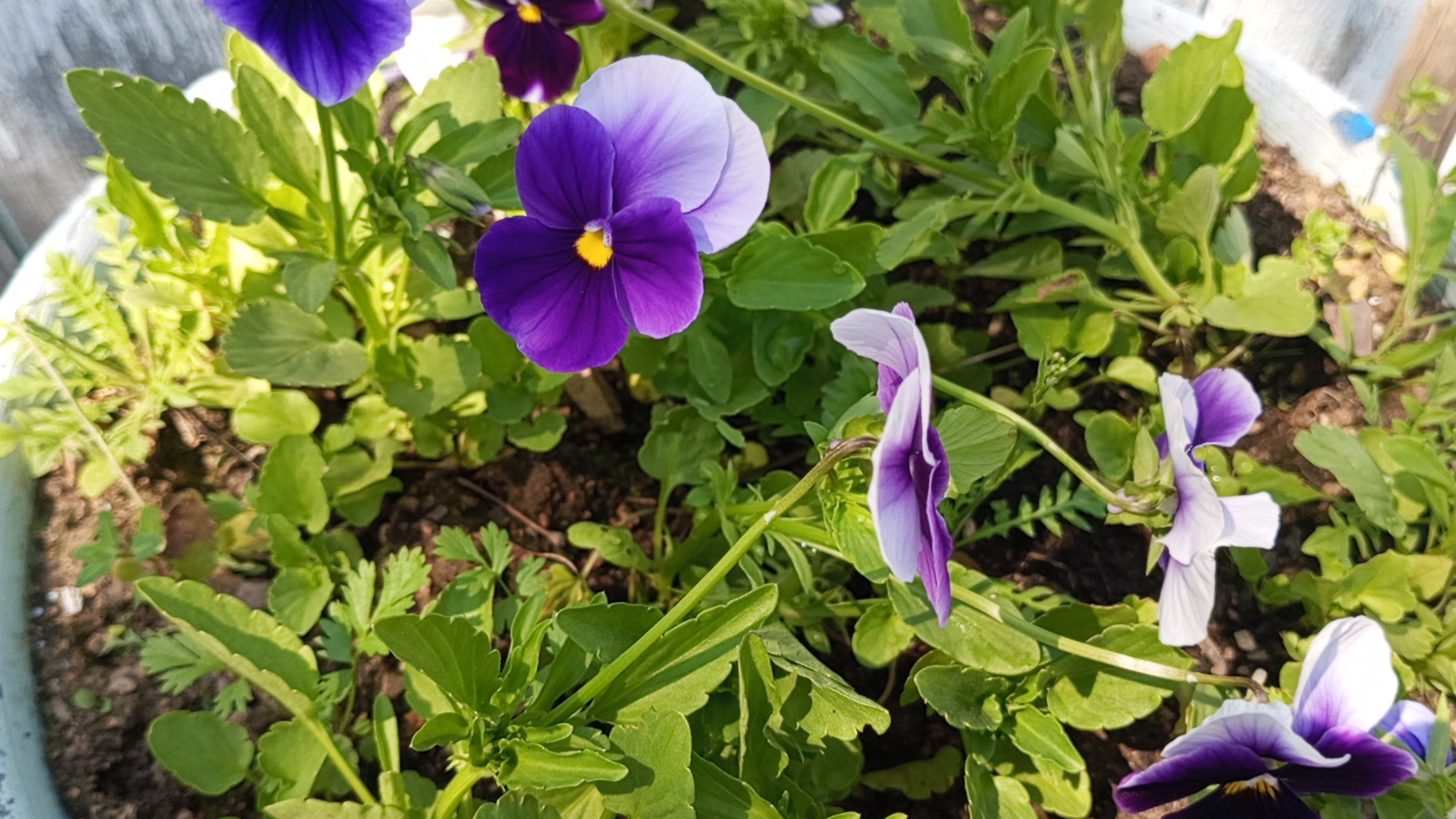 СЕЛЬСКИЕ БУДНИ 6-8.07.2025