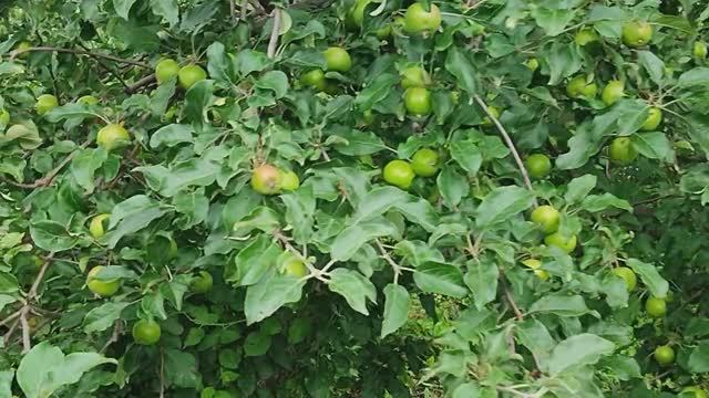 Вести с полей серия 11 \\  Ассорти