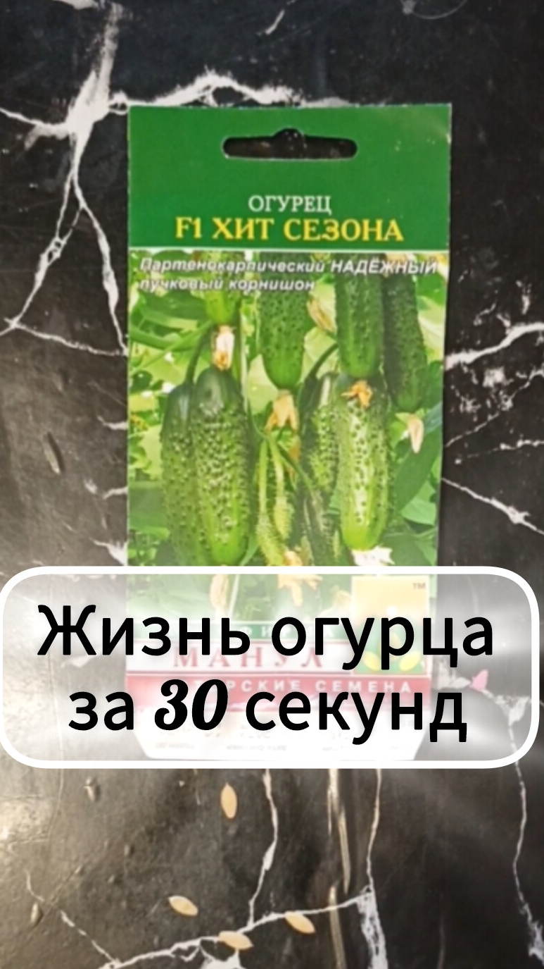 Жизнь огурца за 30 секунд 🥒