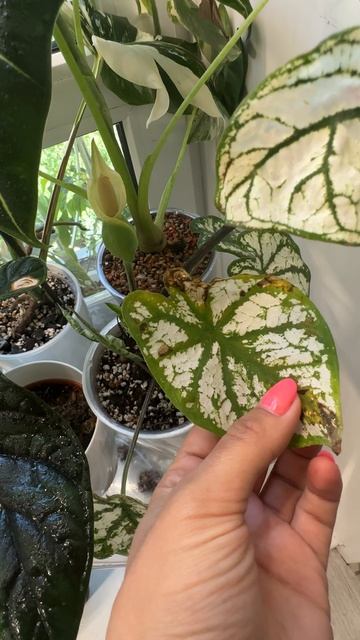 Каладиум цветет