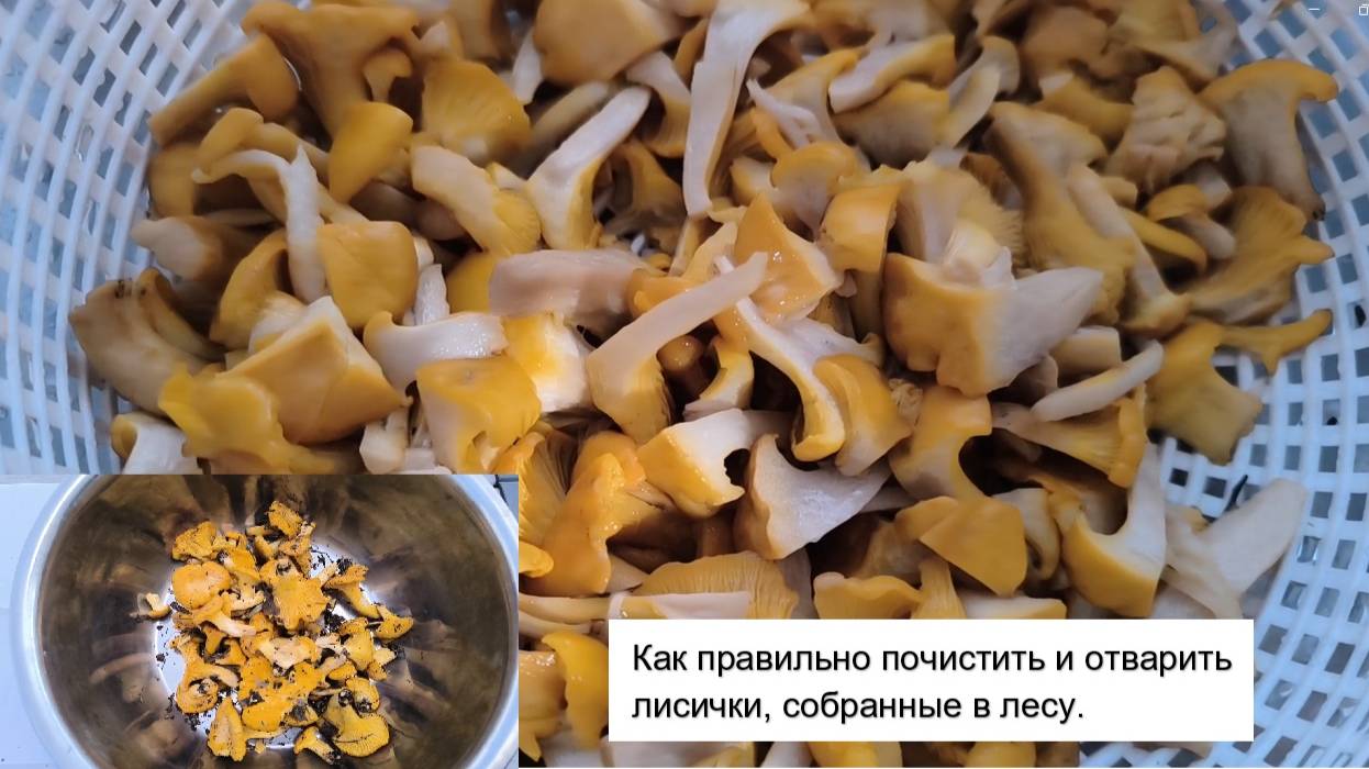 Как правильно почистить и отварить лисички, собранные в лесу. #тихая_охота #собираем_грибы  #грибы