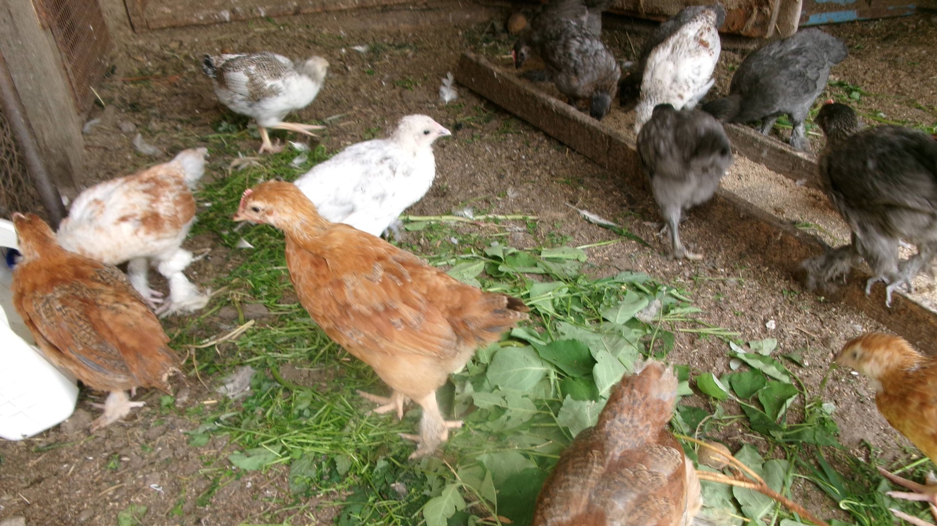 Нашим лохманожкам, исполнился один месяц. 5 июля.