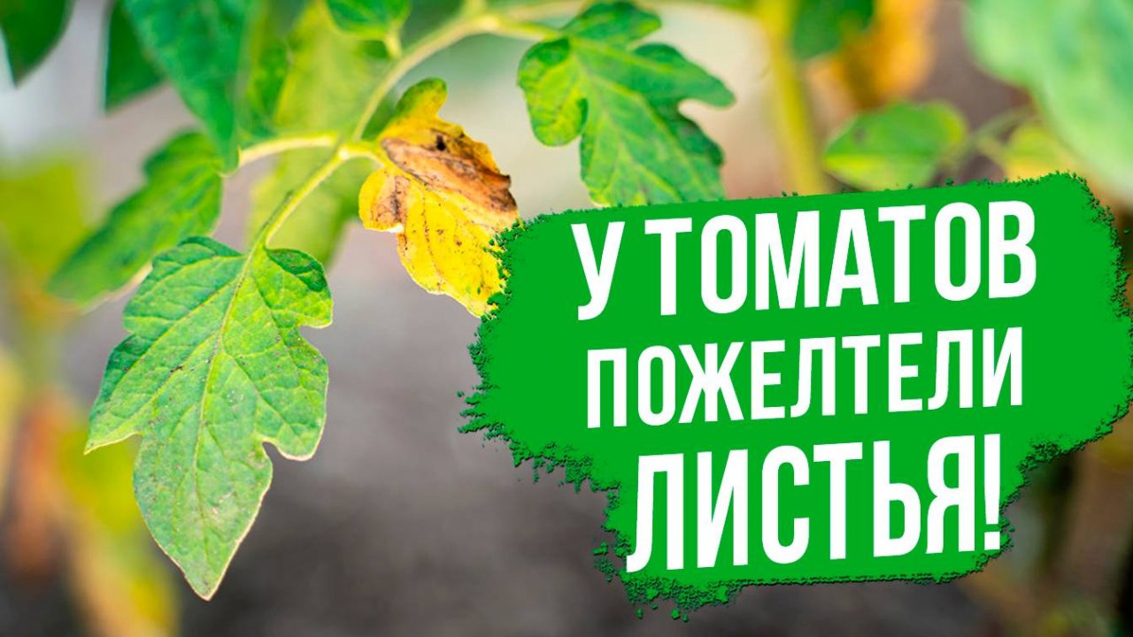 Желтеют нижние листья томатов - ЧТО ДЕЛАТЬ?