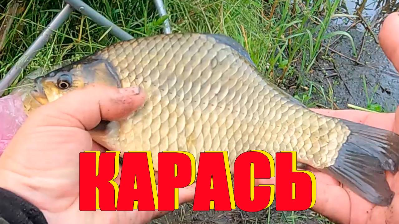 Ловля крупных карасей в сильно заросшем водоёме.