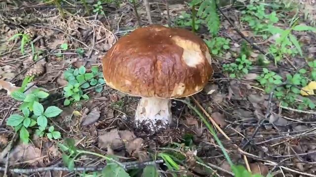 Глухие белые и белый боровик собрали в лесу 5 июля