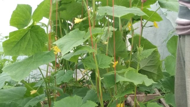 Зачем и почему нужно трясти огурцы в теплице.