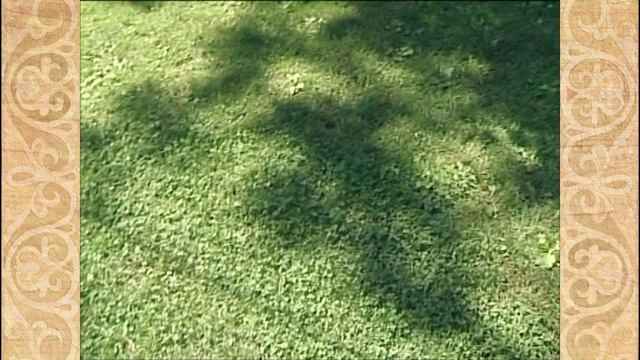 Непрофессионалы. Цветоводы