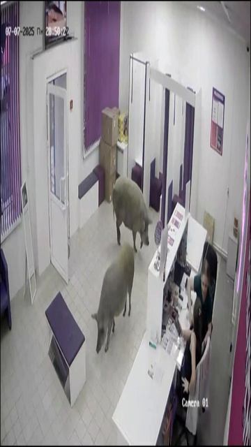 Хохло диверсанты пытались захватить ВБ