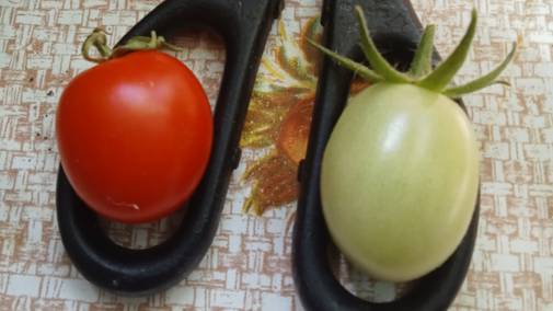 Помидоры. Как выращивать. Помидоры на окне. На подоконнике. Балконный, домашний сорт. Черри. Блины